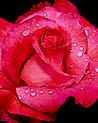Pink Hybrid Tea Rose 'Kricarlo' Ecard