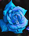 Blue Hybrid Tea Rose Ecard