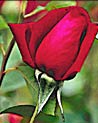 Valentine Red Rose Bud ecard