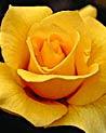 Yellow Hybrid Tea Rose Ecard