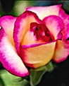 Pink & White Hybrid Tea Rose Ecard