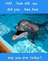 Happy Birthday Dolphin Ecard
