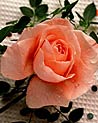 Orange Rose ecard
